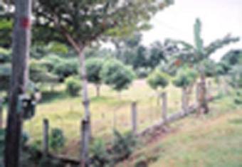 Bohol Farm w/ Owner Finance Tagbilaran, City Bohol